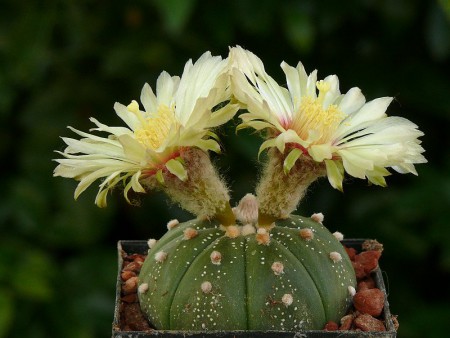 Astrophytum asterias